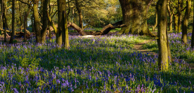 Burton Bushes Bluebells IMG_1306.jpg