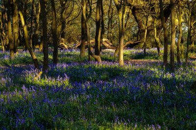 Burton Bushes Bluebells IMG_1322.jpg