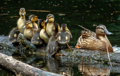 Ducks, Dene Wood, Cottingham IMG_3218.jpg