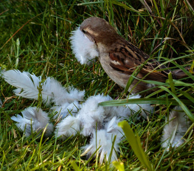 Collecting Pigeon feathers for nesting.