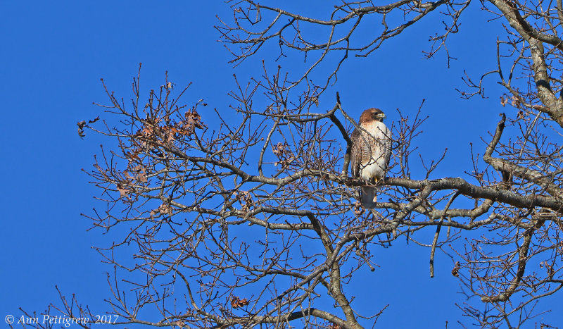 Red-tailed Hawk