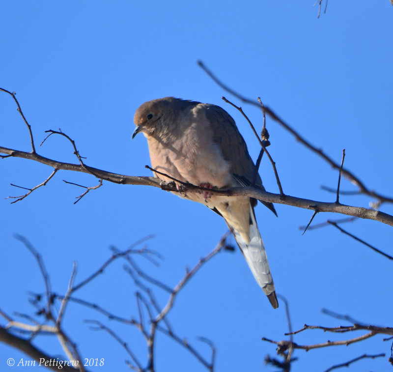 Mourning Dove