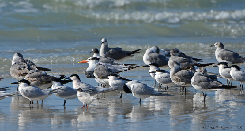 Royal, Sandwich, Forsters Terns & Laughing Gull