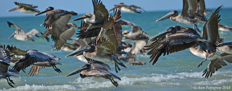 Brown Pelicans