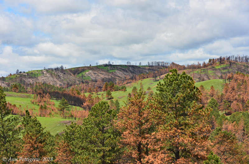 The Black Hills of Custer State Park