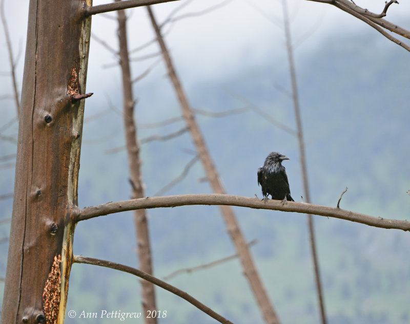 Common Raven