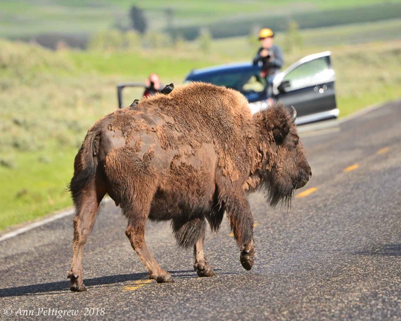 Bison and Cowbirds in the Road