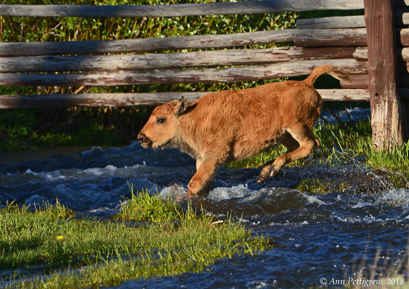 Bison Calf Jumping Stream