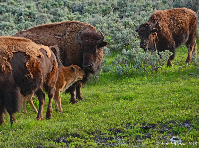 Cows and Calf