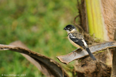 White-collared Seedeater