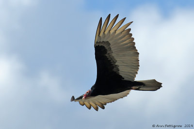 Turkey Vulture