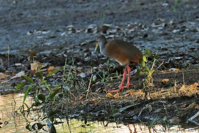 Gray-necked Wood-Rail