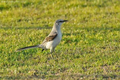 Tropical Mockingbird