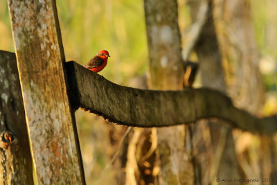 Vermillion Flycatcher