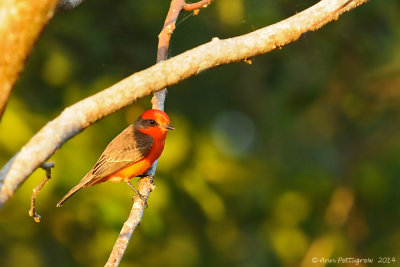 Vermillion Flycatcher