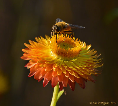 Bee Fly
