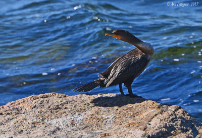 Double-crested Cormorant
