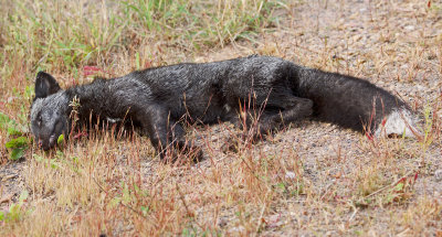 Red Fox (Black Phase)