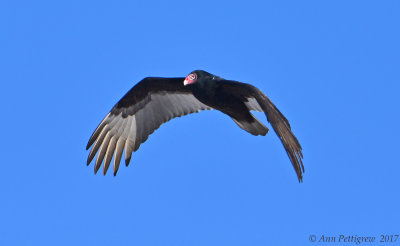 Turkey Vulture 