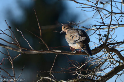 Mourning Dove