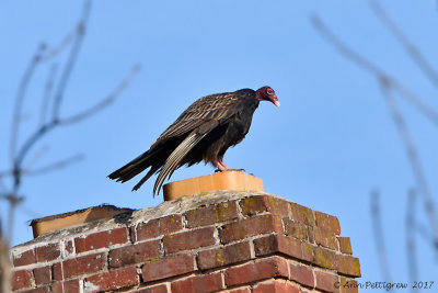 Turkey Vultures