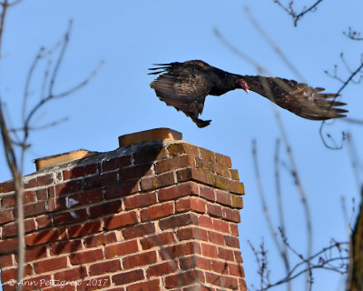 Turkey Vultures