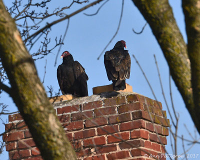 Turkey Vultures