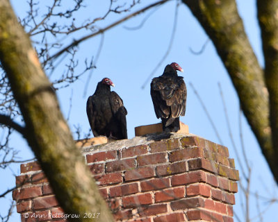 Turkey Vultures