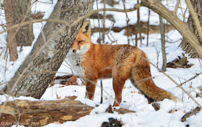 Red-Fox---610_1654.jpg