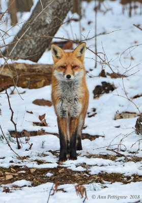 Red-Fox---610_1688.jpg