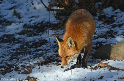Red-Fox---610_1734.jpg