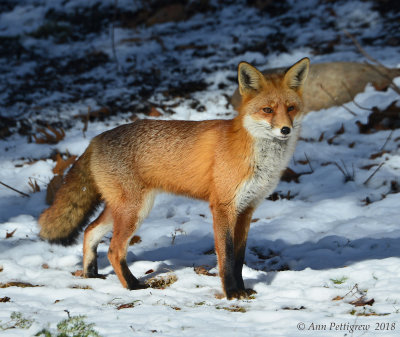 Red-Fox---610_1749.jpg