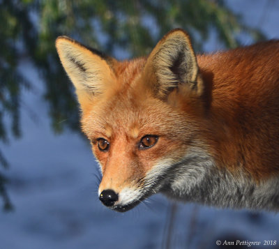 Red Fox Vixen