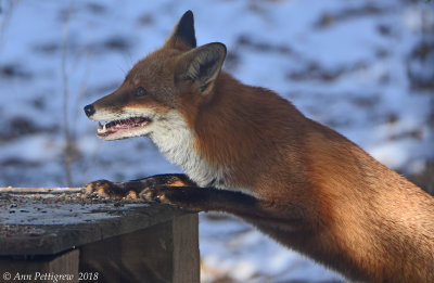 Red Fox Vixen