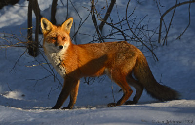 Red Fox in Morning Light