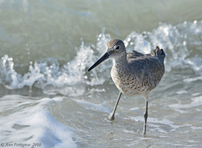 Willet