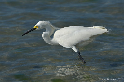 Snowy Egret