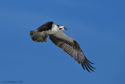 Osprey 