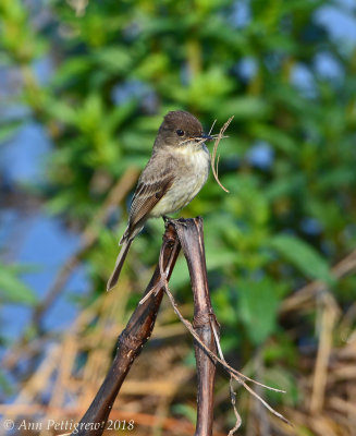 Eastern Phoebe