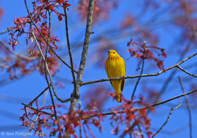 Yellow Warbler