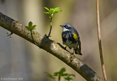 Yellow-rumped Warbler - Male