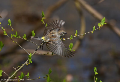 Yellow-rumped Warbler - Female