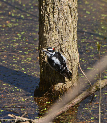 Downy Woodpecker - Male