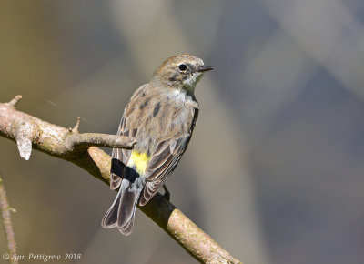 Yellow-rumped Warbler - Female