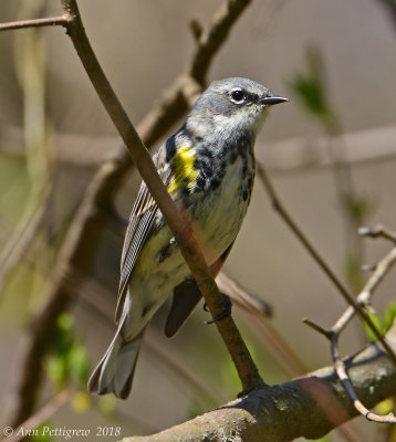 Yellow-rumped Warbler - Female