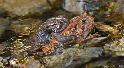 American Toads Mating