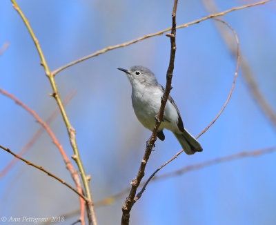 Blue-gray Gnatcatcher