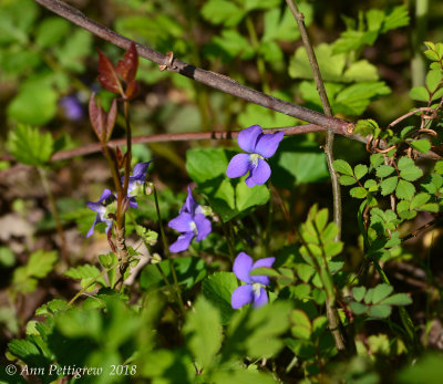 Blue-Violet---Lanc.-Co.---610_6733.jpg