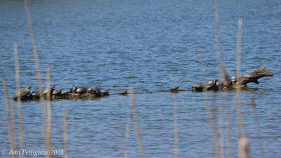 Painted Turtles