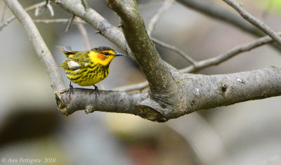 Cape May Warbler